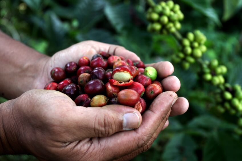 coffee-beans-raw-unprocessed.jpg