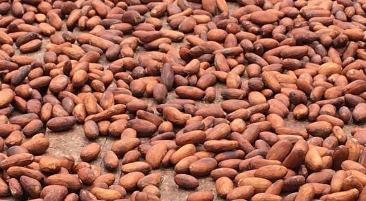 Brazilian cocoa farmers petition government for ban on Cote d’Ivoire beans