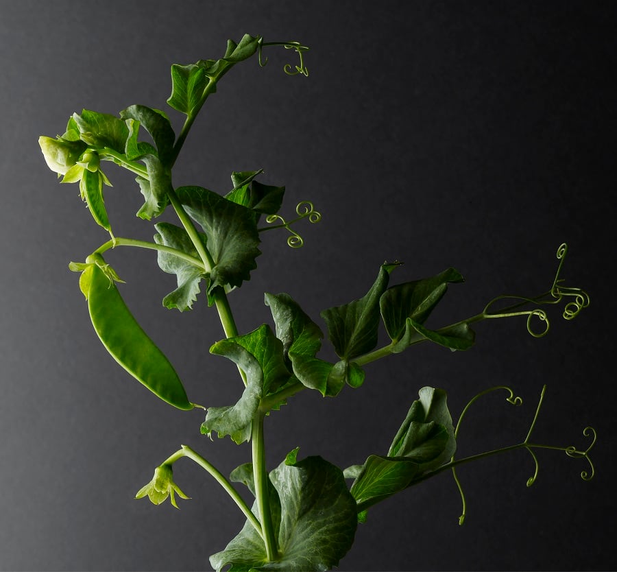 IFT First: Pea protein market expands as Roquette opens new facility