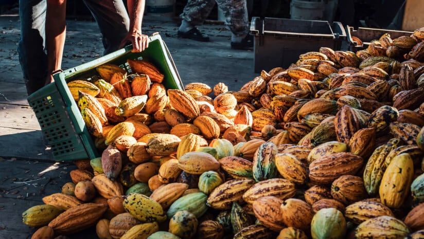 Can cocoa become fully traceable ahead of the EUDR? 