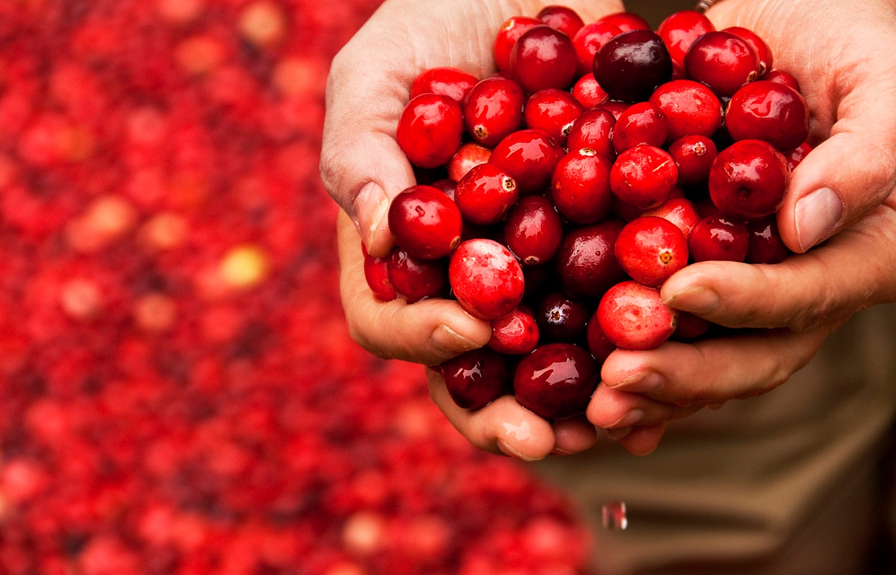 Ocean-Spray-Canomiks-partnership-uses-A.I.-to-explore-cranberry-s-biological-efficacy.jpg