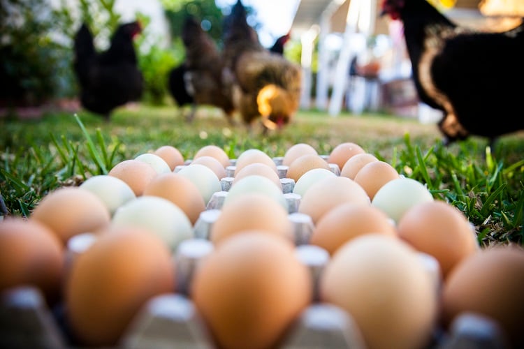 free-range-eggs-adamkaz.jpg