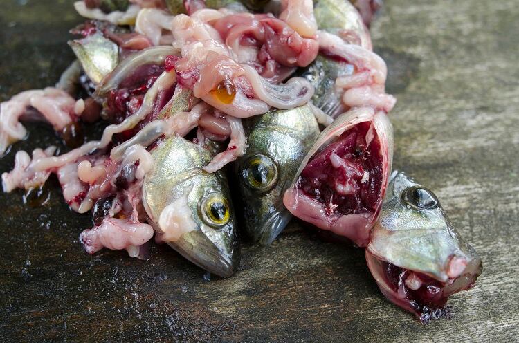 fish-pamppa.jpg