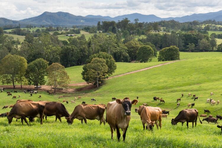 Fonterra announces fixed base milk price for 2019/20