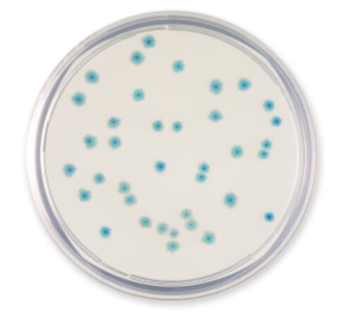 TBX-Agar.png