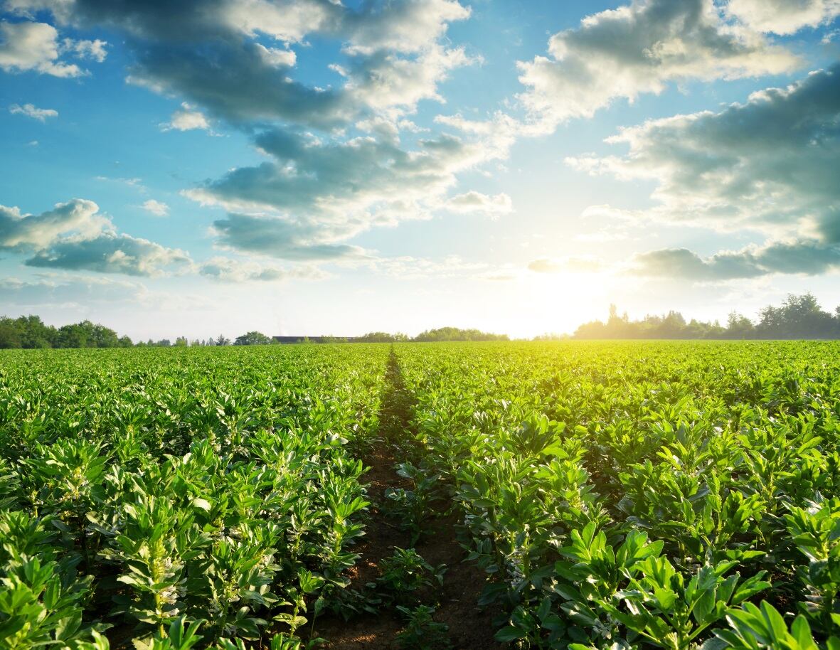 The new Agricultural Revolution needs you: Good Food Institute