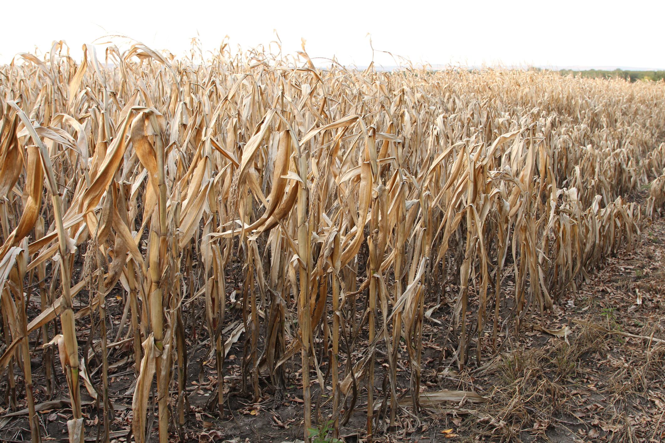 Britain can’t afford to lose control of its wheat