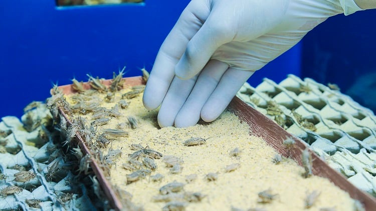 From a cricket farm in Thailand to insect snacks in Europe: Meet the start-up making the ‘most accepted bug’ affordable