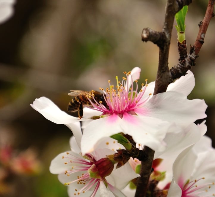 almond-blossom-honey-bee-pollination.jpg
