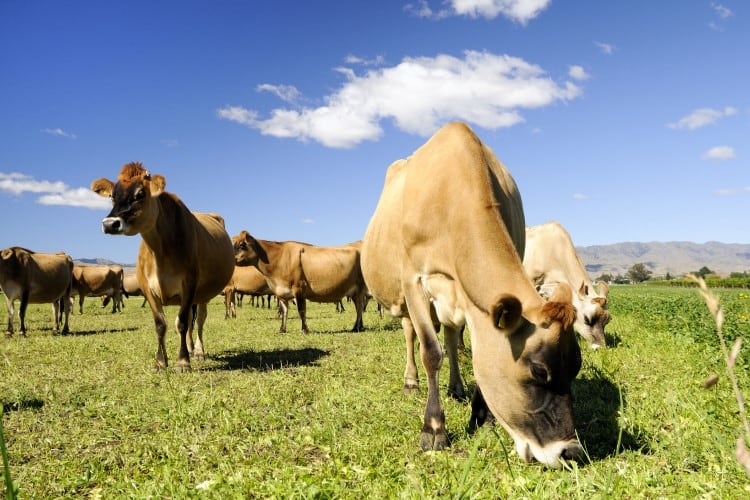Regenerative farming: First Milk and Yeo Valley partner up to launch ‘regenerative milk pool’