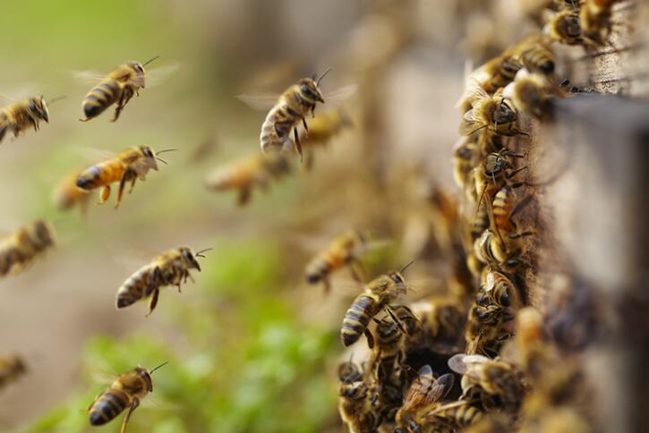 'Bees spend at most two months in an almond orchard, and 10 months of the year somewhere else...'