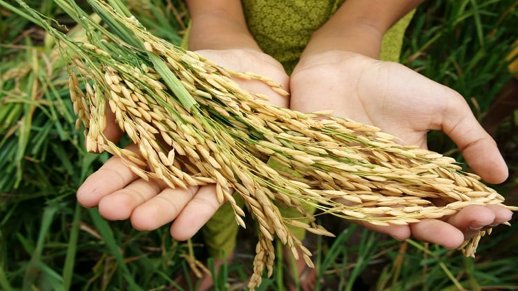 Securing-food-UAE-invests-in-India-s-agricultural-sector-to-buy-more-food-at-a-cheaper-price.jpg