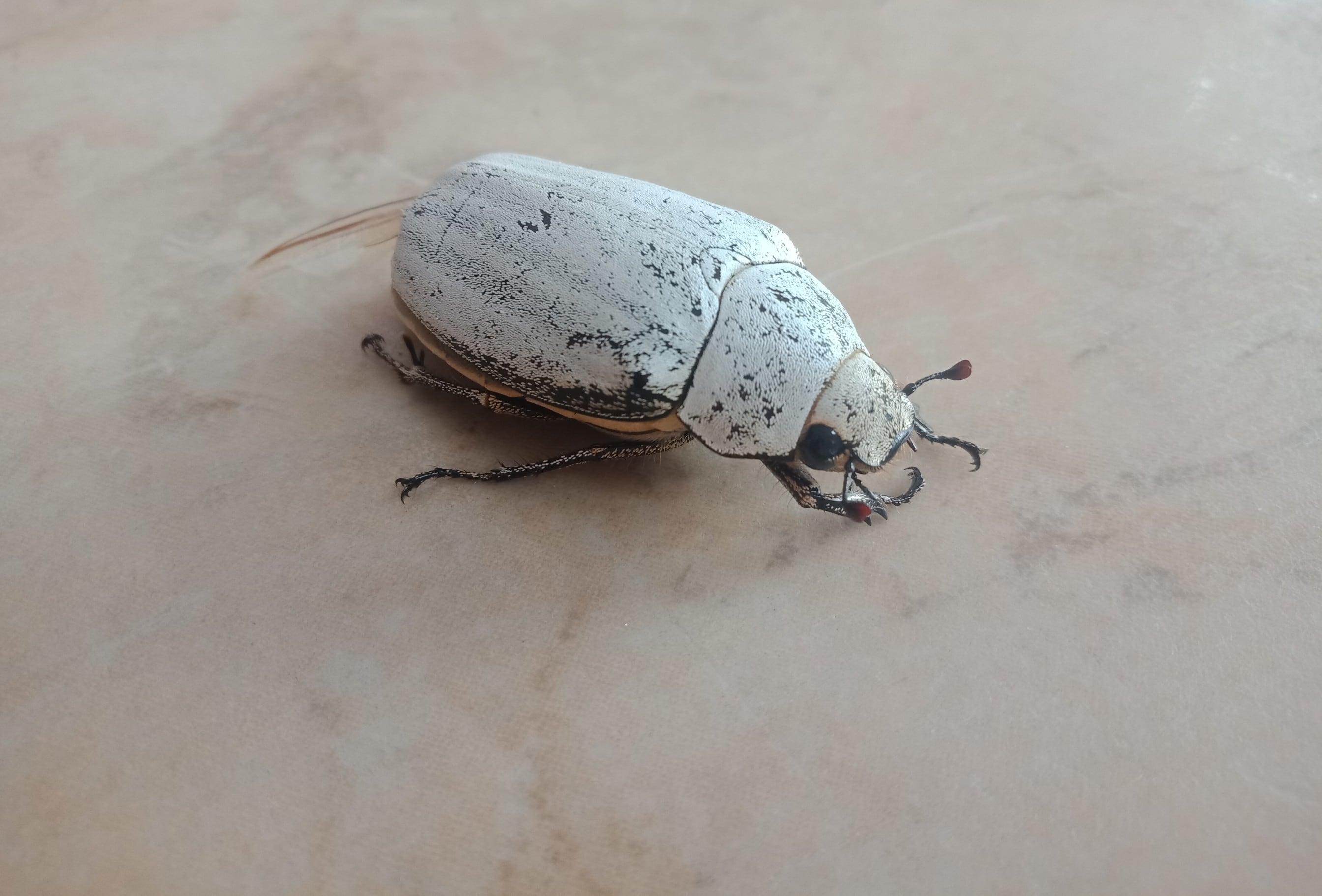 White beetle inspired natural pigment offers replacement for titanium dioxide
