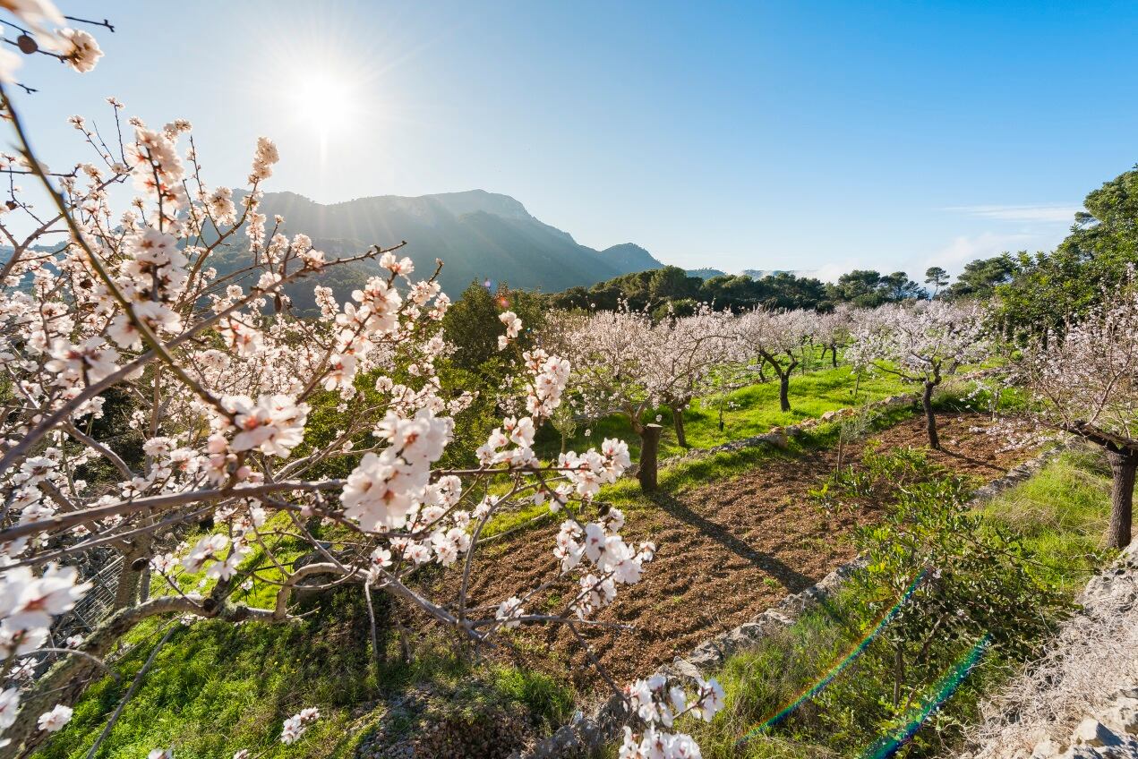 Robot bees? Edete develops ‘safety net for food security’ in face of pollinator decline