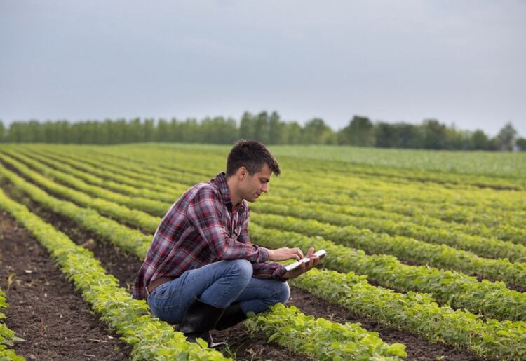 IBM and Yara take guesswork out of farming: ‘We want to drive quality and sustainability in food production’