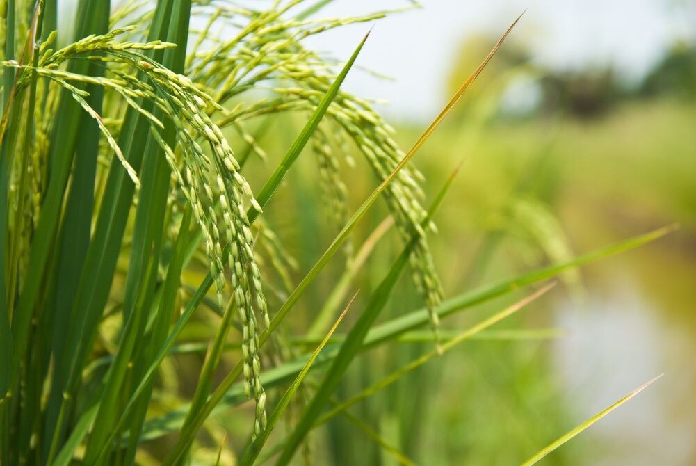 Beneo eyes the rise of rice starch: ‘It is becoming ever more popular‘