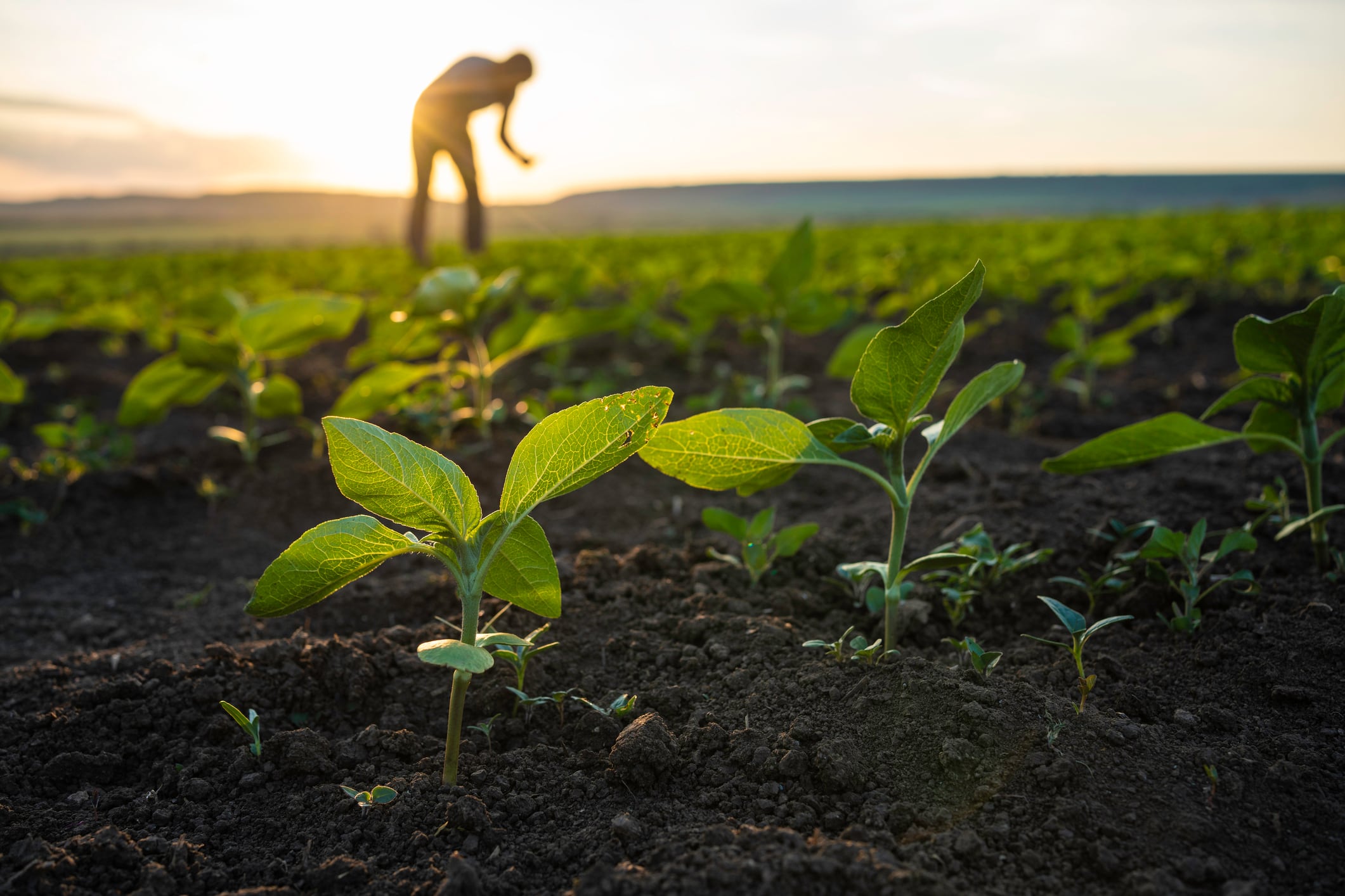 Plants in a field