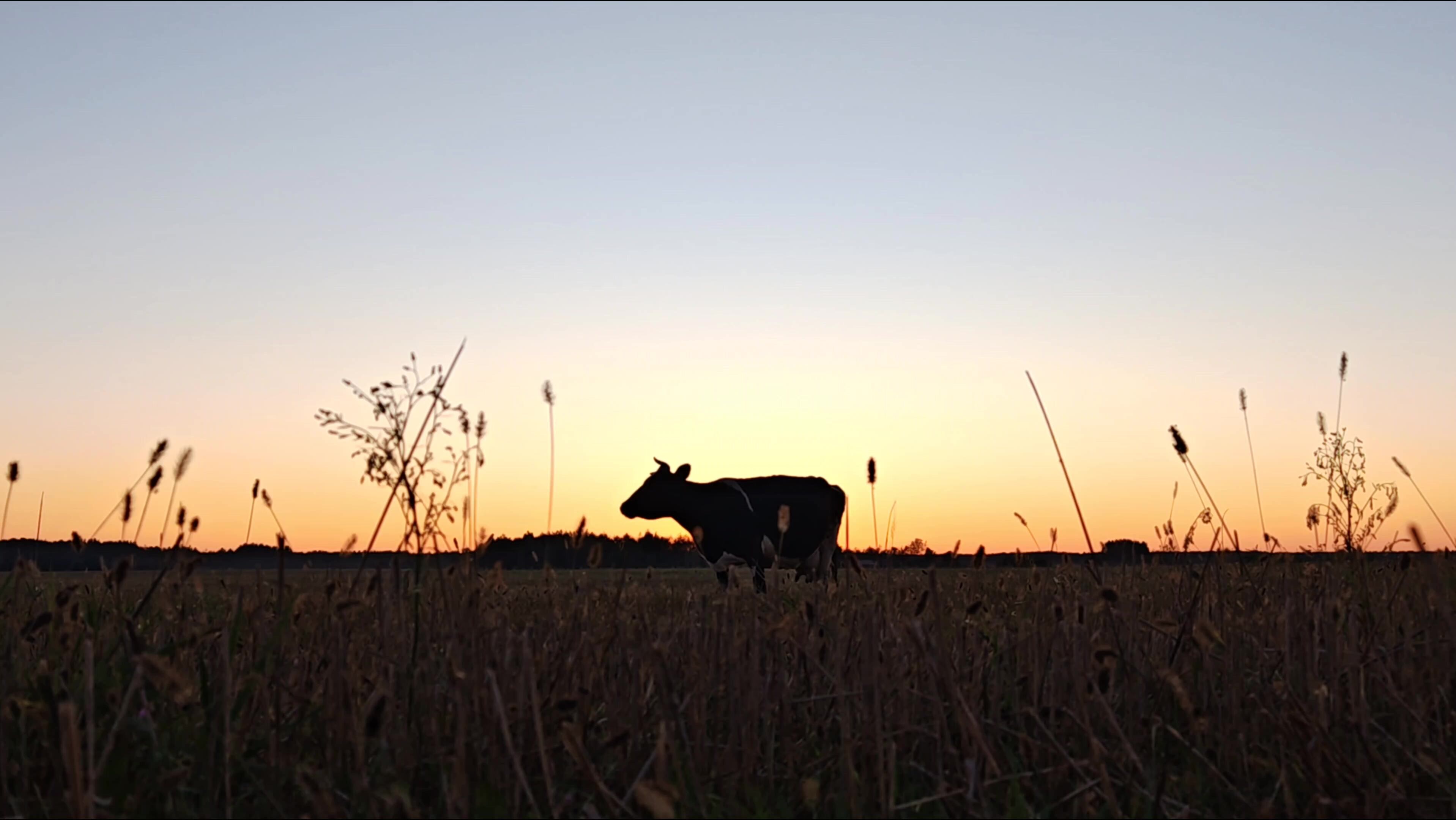 silhouette of a cow in a meadow in the evening. beautiful sunset on the meadow with cows grazing. Dramatic lighting creates a peaceful, cinematic rural scene