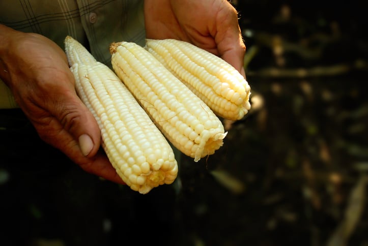 smallholder-farmer-corn-maize-Droits-d-auteur-Nolmedrano99.jpg