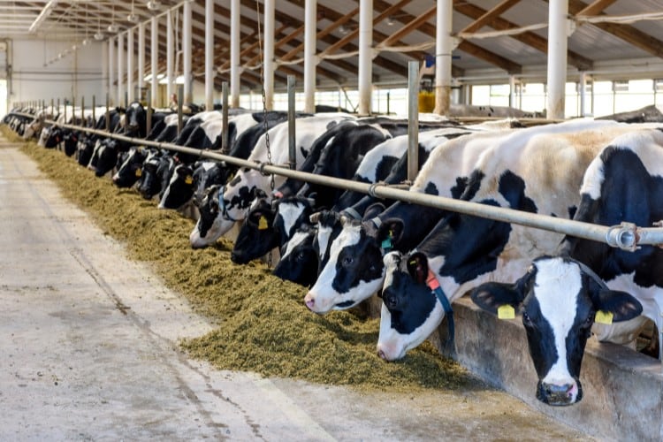 Methane-reducing feed additive Bovaer secures UK regulatory approval