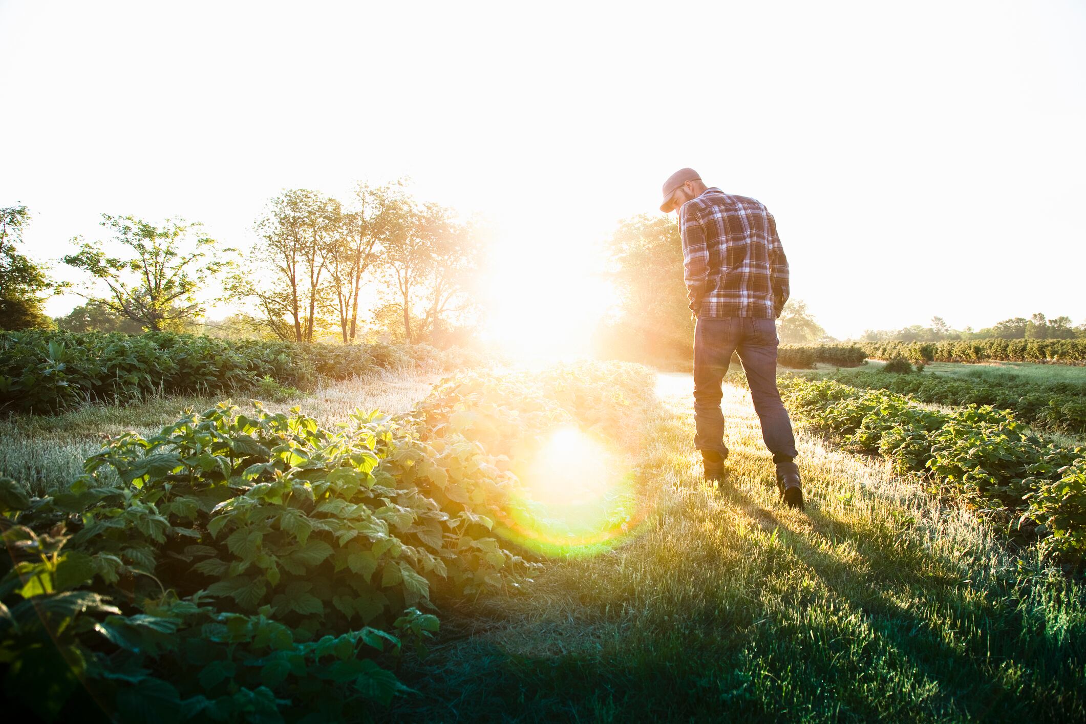Farmer working