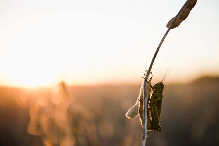 Alt protein: Israeli start-ups innovate with grasshoppers, fermentation, and ‘plant made’ meat