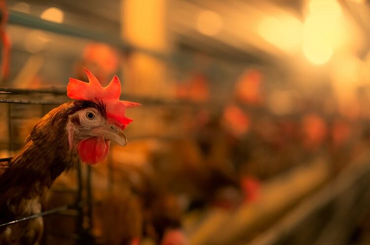 animal-welfare-Fahroni.jpg