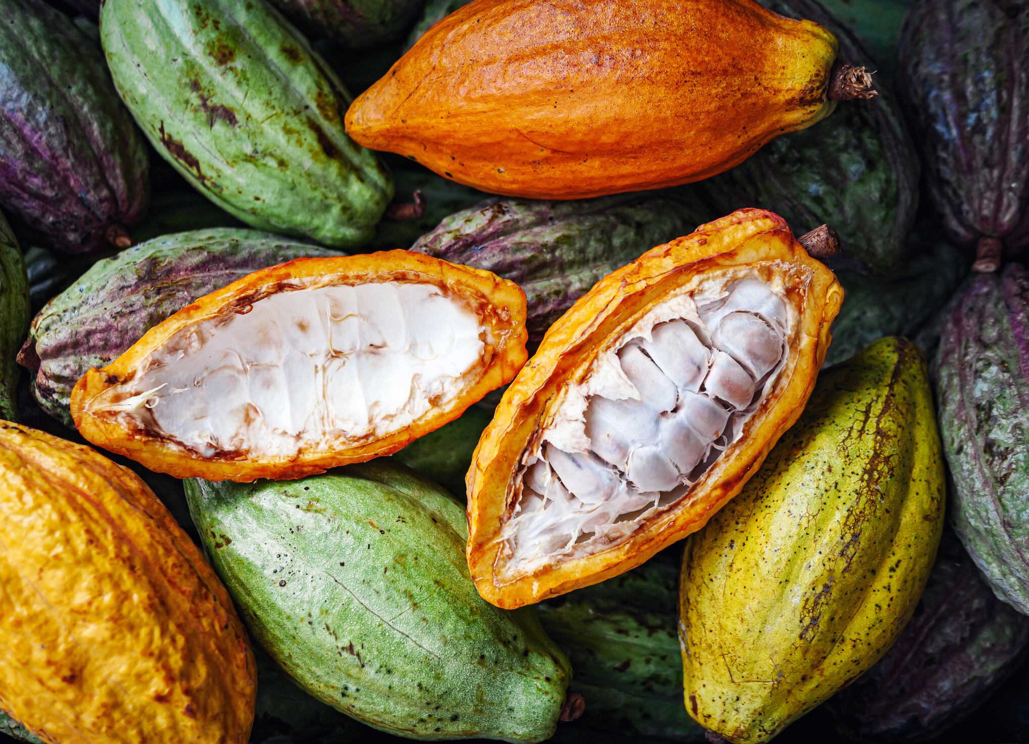 Mars invests in AI and disease-resistant cocoa clones in next sustainability phase.
