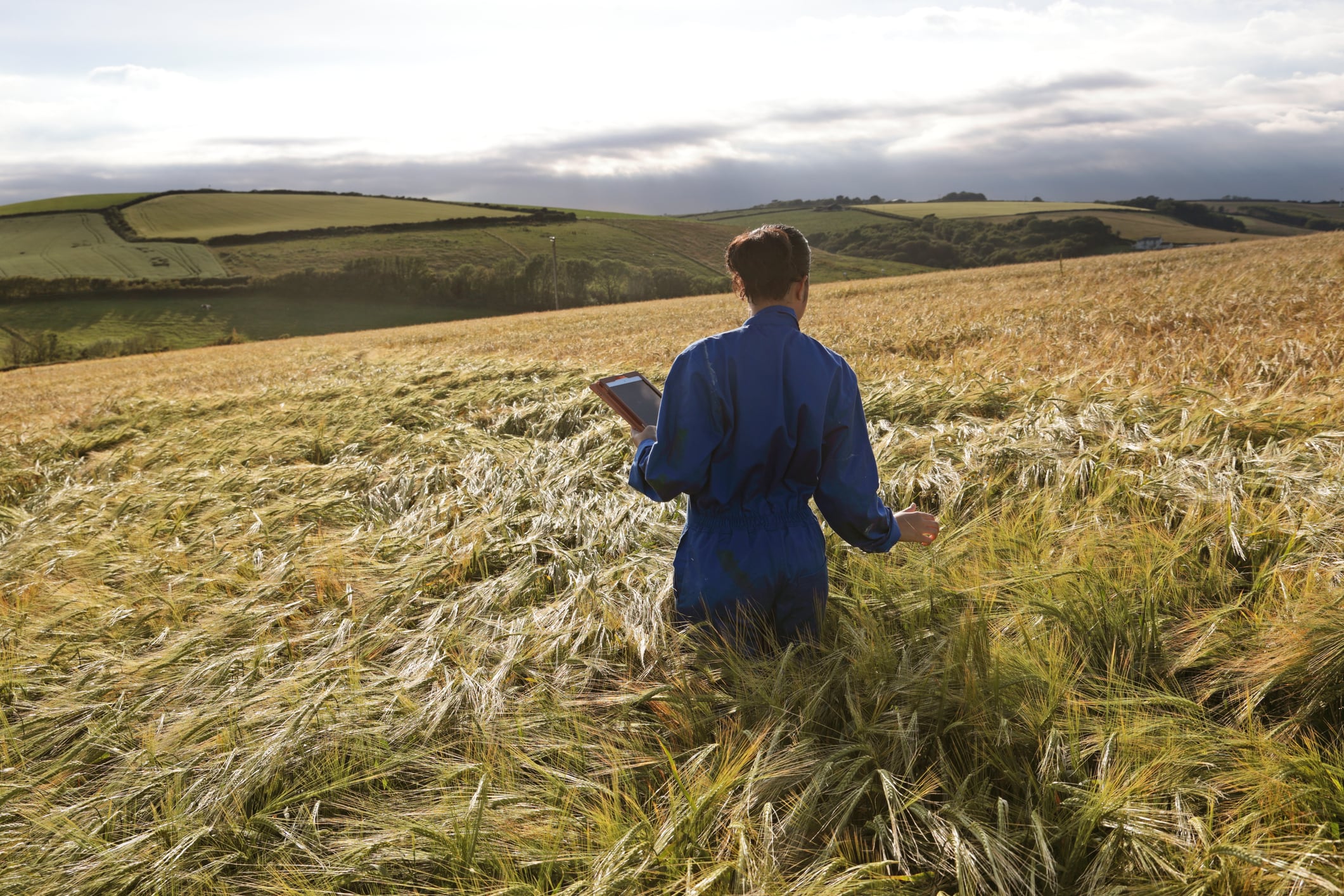 Can plant-grown proteins bring down the cost of cultivated meat?