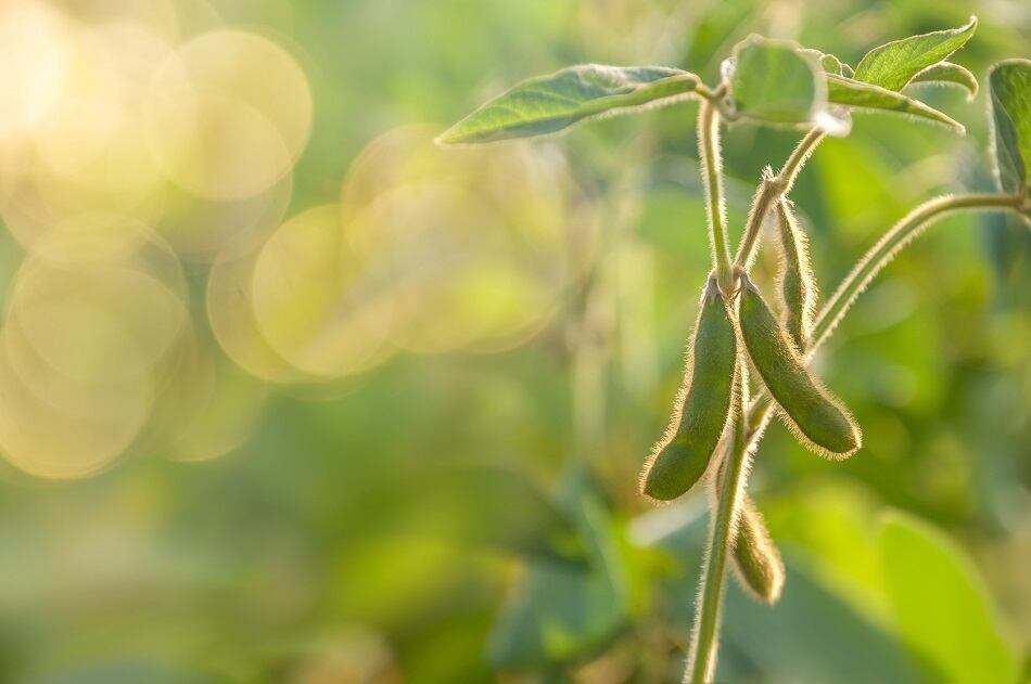 Benson-Hill-goes-public-accelerating-plant-based-ingredients-technology.jpg