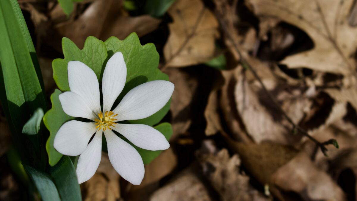 Burning the stomach wall: Expert rounds on dangerous black salve and bloodroot products to 'treat' cancer