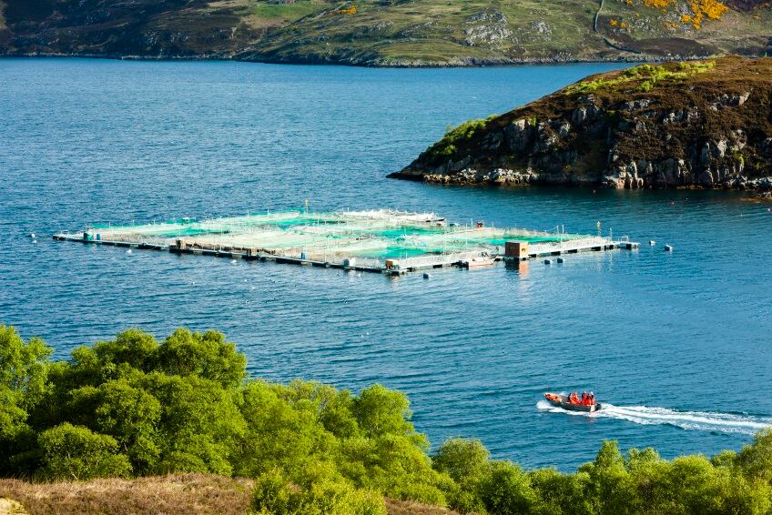 GettyImages-phncz-fish-farm-acquaculture.jpg