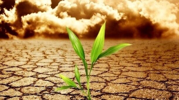 Olam to offer $75k grant to research that 're-imagines food security'
