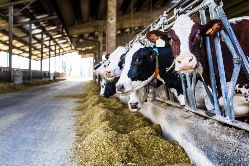 Cutting back animal products completely could lead to nutritional deficiencies, warn nutrition experts