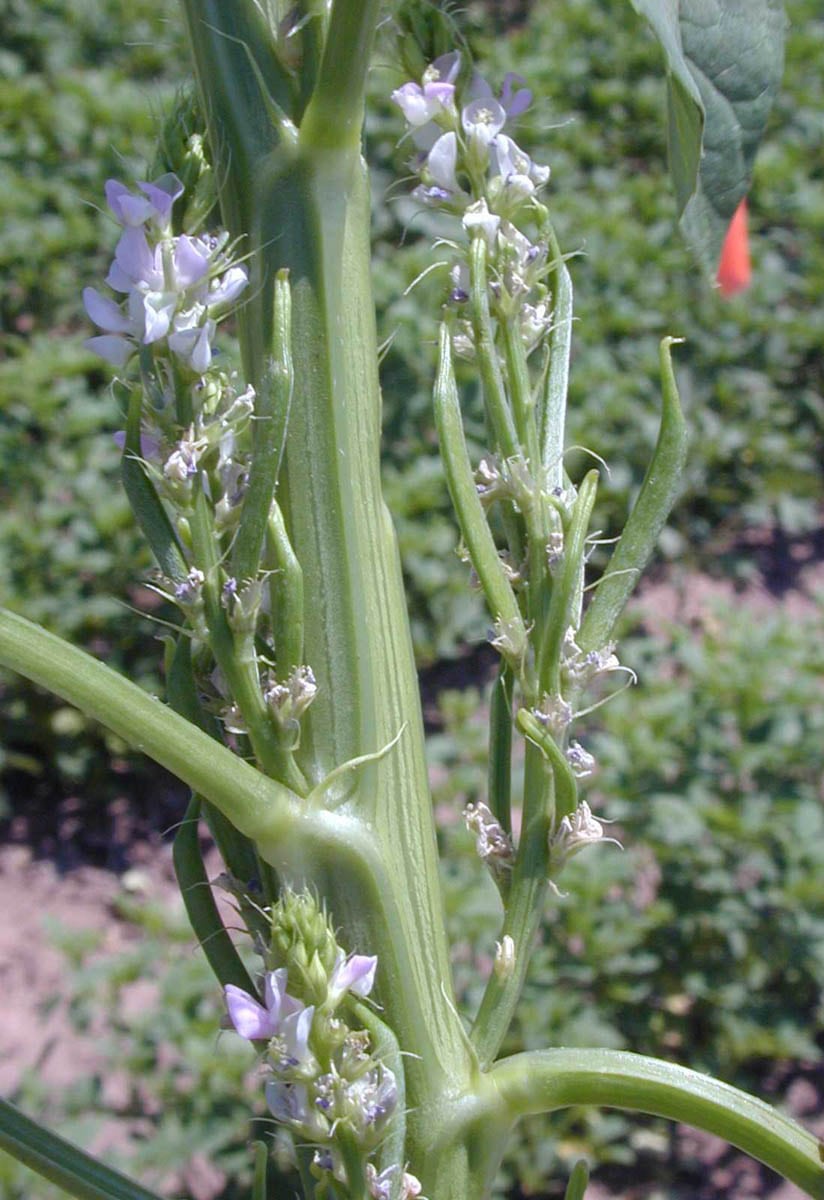 Guar-Plant-PHGG-Sunfiber-Taiyo-International.jpg