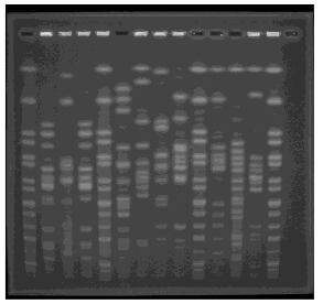 ECDC-PFGE-low-Salmonella.png