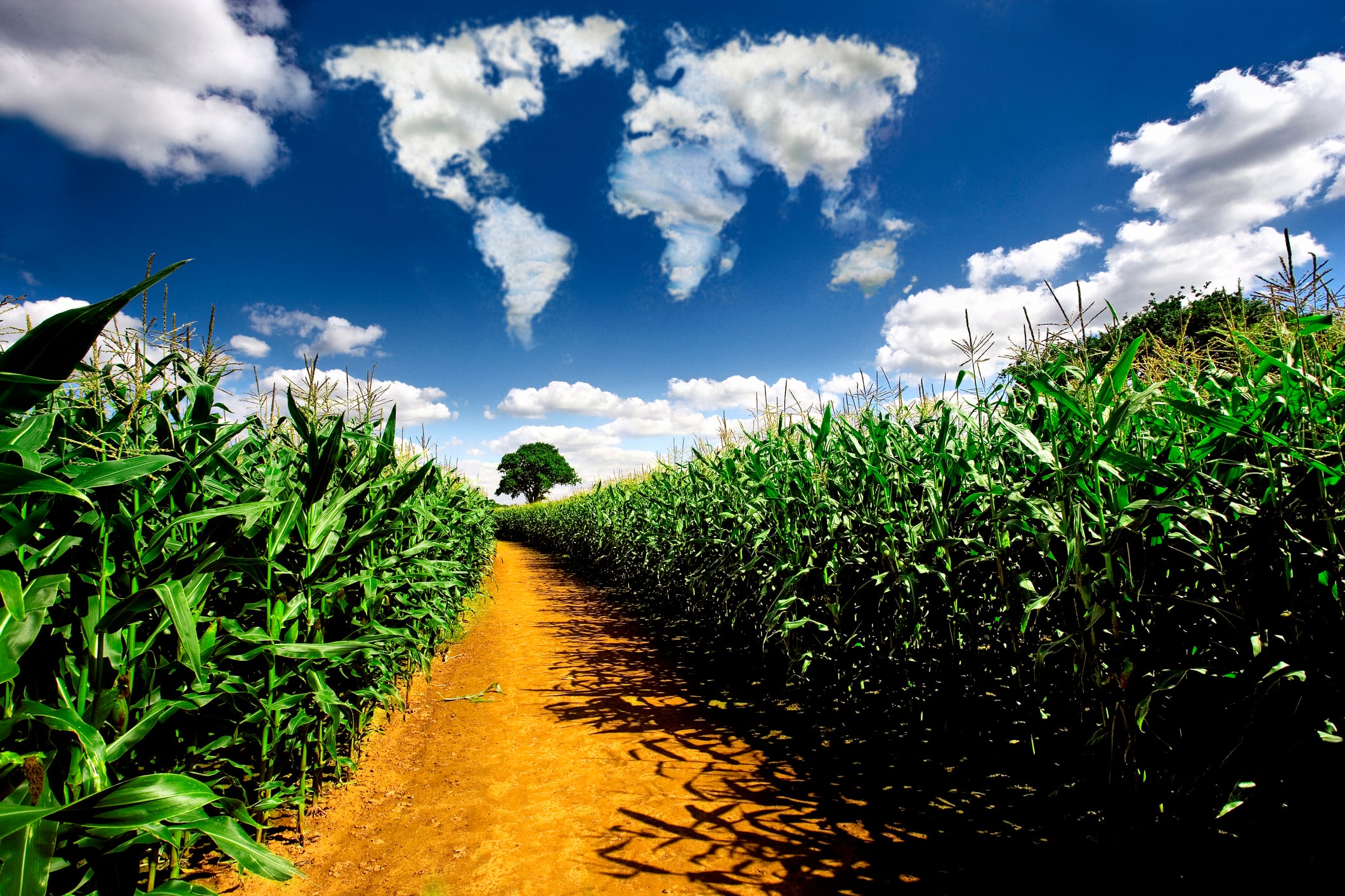 Cloud formation in the shape of a map of the world over a corn field with a dirt track leading of into the distance.