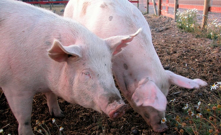 Tyson to ban ractopamine use in pork