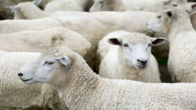 Animal welfare firms urge DEFRA to end non-stun slaughter