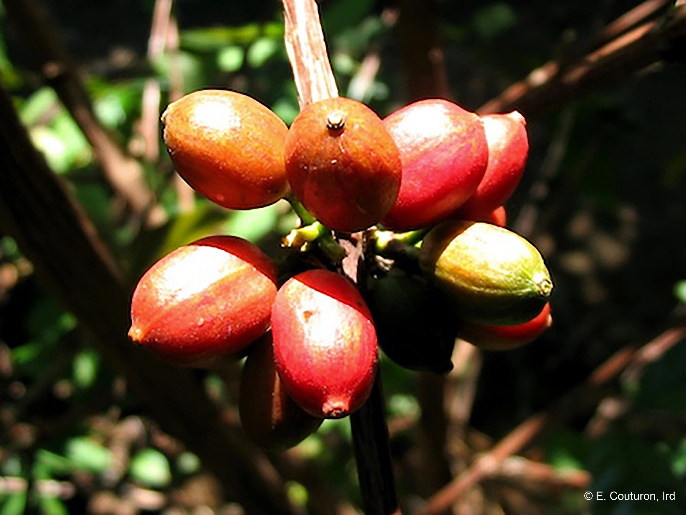 Rediscovering ‘forgotten’ wild coffee species
