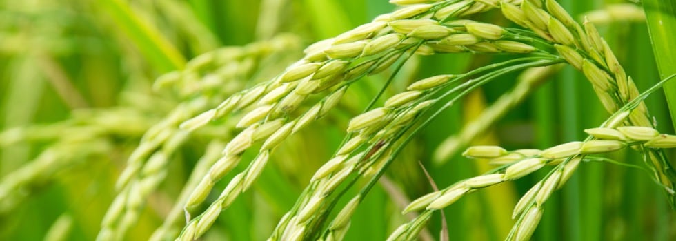 Tailoring-functional-rice-flour-to-different-applications.jpg