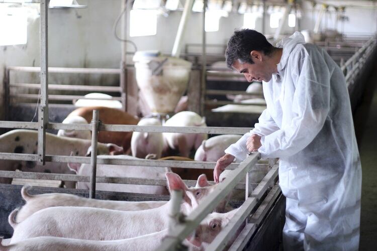 UK meat vet shortage highlighted 