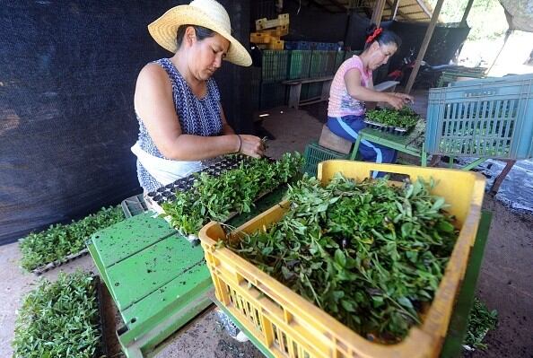 Protecting consumers and brands: Voluntary safety certification on the rise in LATAM