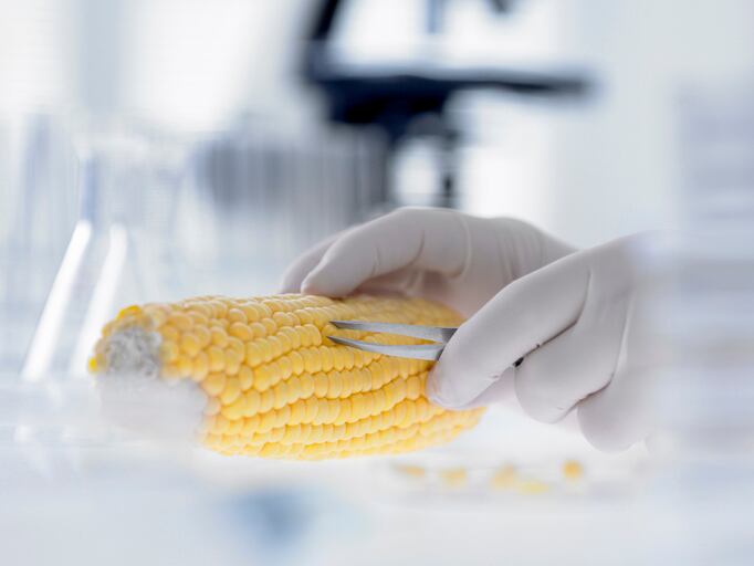 ‘A real game-changer for Europe’: Plans to loosen rules on genomic techniques pass first hurdle
