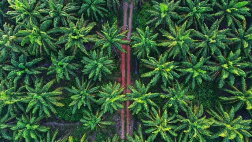 How much progress has really been made on sustainable palm oil production?