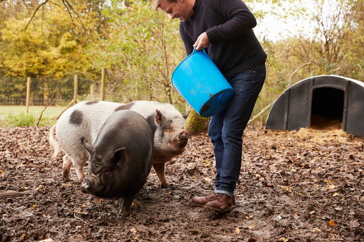 Circular approach could cut meat and dairy emissions by 31% but dietary guidelines would need rethinking