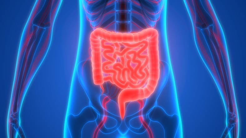 Study finds pro- and synbiotics improve health parameters in the overweight