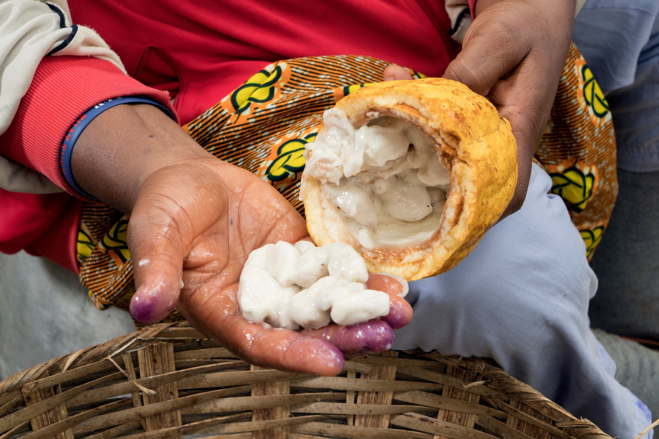 Nestlé cocoa programme sees success despite price hikes