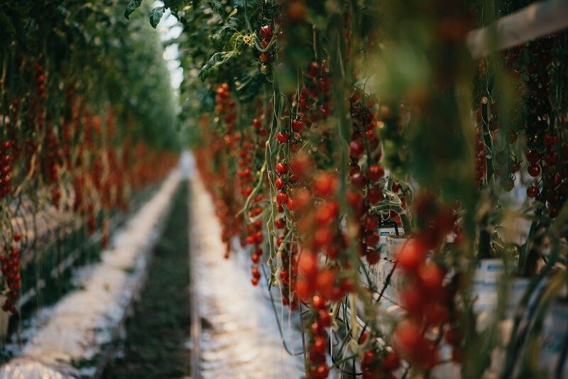 Start-up leverages power of AI to enable more cost-effective acceleration of greenhouse agriculture   