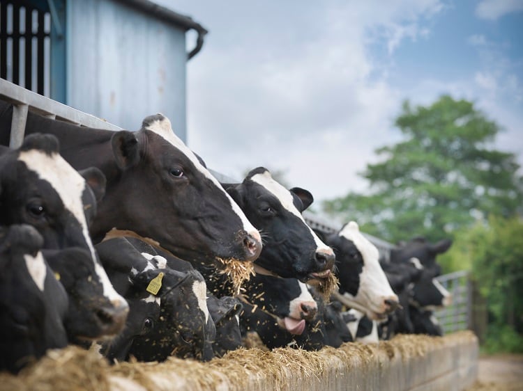 Can understanding cows help improve animal welfare? Researchers plan to use machine learning to analyse moos and burps